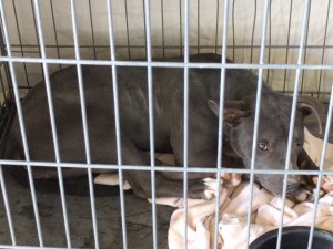 Barda Waiting For Adoption