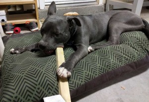 Clean Barda Chewing On Scrap Wood